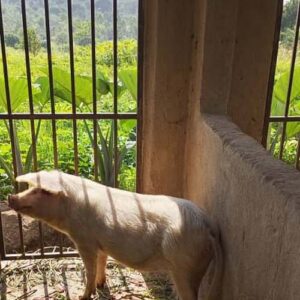 Chlewnia działa, pole obrodziło... jest radość...