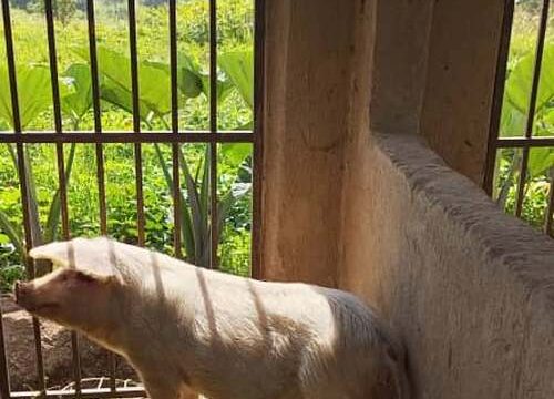 Chlewnia działa, pole obrodziło... jest radość...