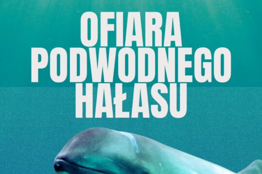 Dla morświnów dźwięk to życie - wykorzystują echolokację do nawigacji, polowania i komunikacji. Hała...