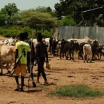 "Kiedy susza niszczy uprawy, picie mleka - a czasem nawet krwi - staje się dla nich podstawą przetrw...