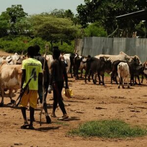 "Kiedy susza niszczy uprawy, picie mleka - a czasem nawet krwi - staje się dla nich podstawą przetrw...