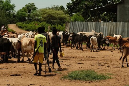 "Kiedy susza niszczy uprawy, picie mleka - a czasem nawet krwi - staje się dla nich podstawą przetrw...