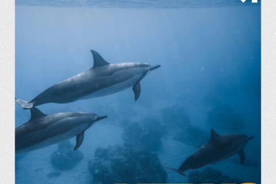 Od czasu do czasu docierały do nas głosy, że tęsknicie za postami z ciekawostkami, więc wracamy z ty...