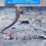 Ponad 150 młodych koników morskich urodzonych w akwarium w Genui zostało wypuszczonych do mikrory...