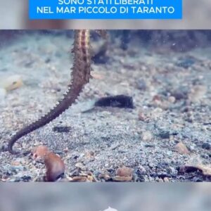 Ponad 150 młodych koników morskich urodzonych w akwarium w Genui zostało wypuszczonych do mikrory...