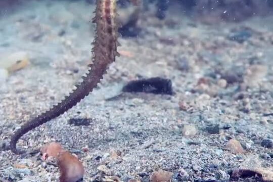 Ponad 150 młodych koników morskich urodzonych w akwarium w Genui zostało wypuszczonych do mikrory...