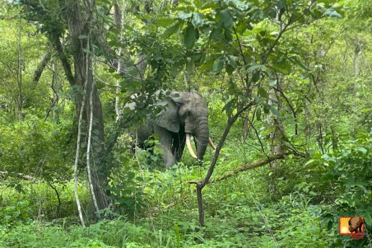 Wiejskie dzieci z Bundoli / Ghana, po raz pierwszy w życiu, mogły pojechać najprawdziwszym autokarem do dużego...