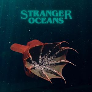 W ciemnych głębinach oceanu żyją organizmy, które przystosowały się do ekstremalnych warunków - wyso...