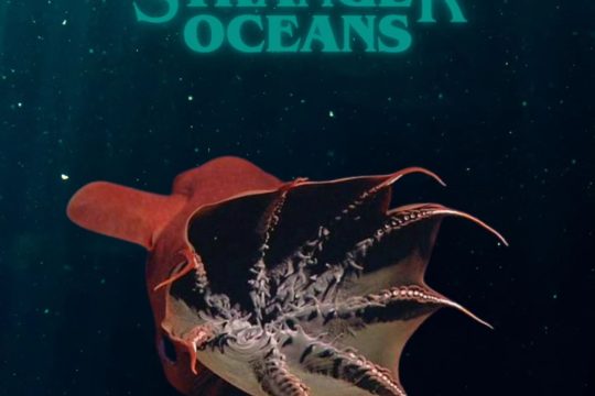 W ciemnych głębinach oceanu żyją organizmy, które przystosowały się do ekstremalnych warunków - wyso...